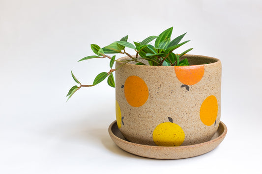 Citrus Planter